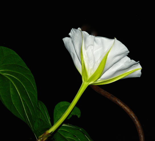 Screen Shot 2016-09-17 at 5.36.45 PM.png