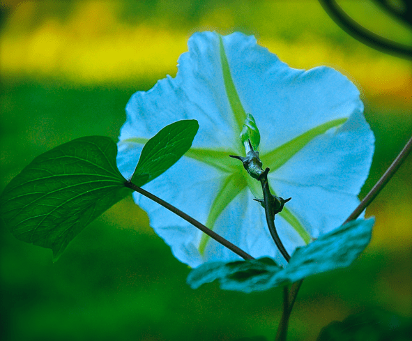 Screen Shot 2016-09-17 at 7.20.46 PM.png