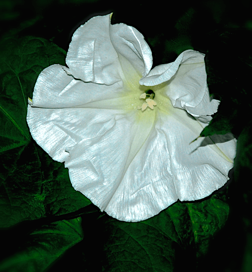 Screen Shot 2016-09-18 at 4.37.05 PM.png