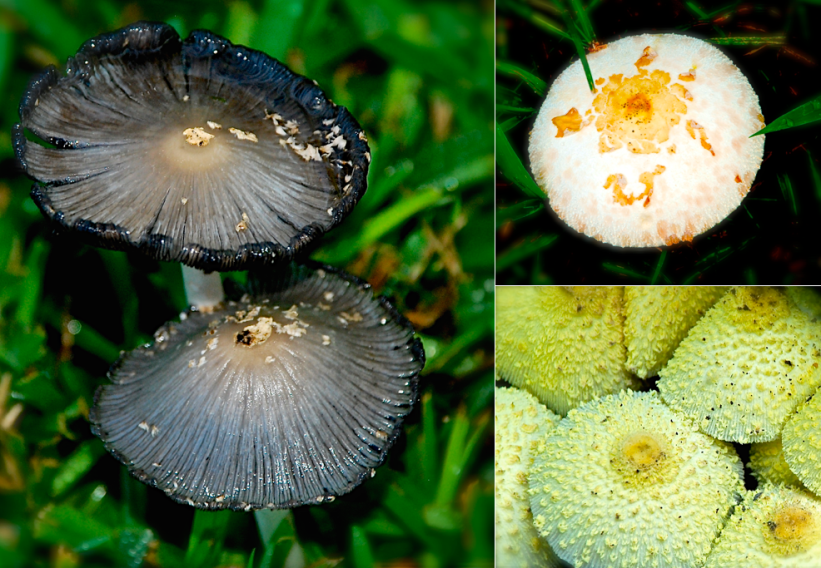 Screen Shot 2016-09-19 at 6.36.59 PM.png