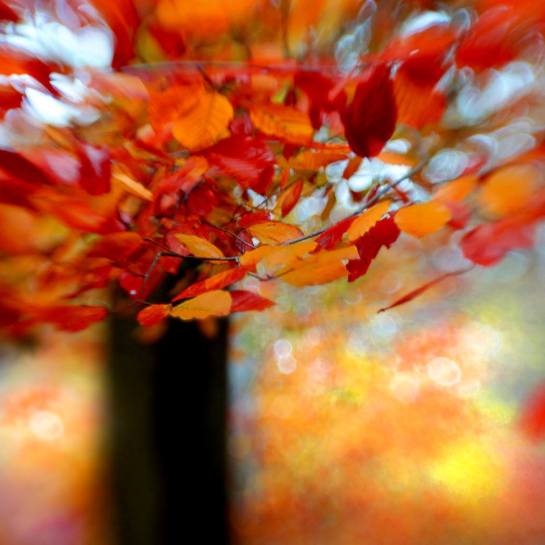 14700742_1854955001457481_1291002596300501751_o