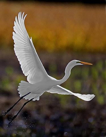 14708103_1857309571222024_7061580975064771399_n