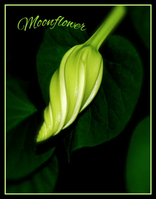 Screen Shot 2016-10-15 at 8.16.18 PM.png