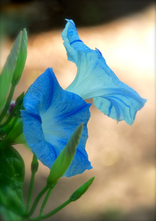 Screen Shot 2016-10-20 at 6.37.42 PM.png