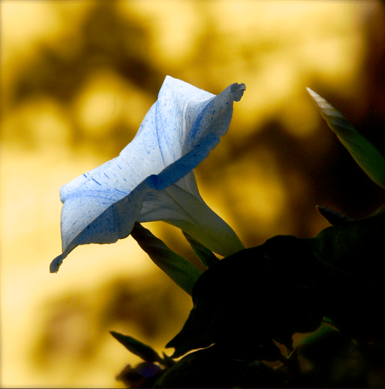 Screen Shot 2016-10-20 at 6.38.03 PM.png