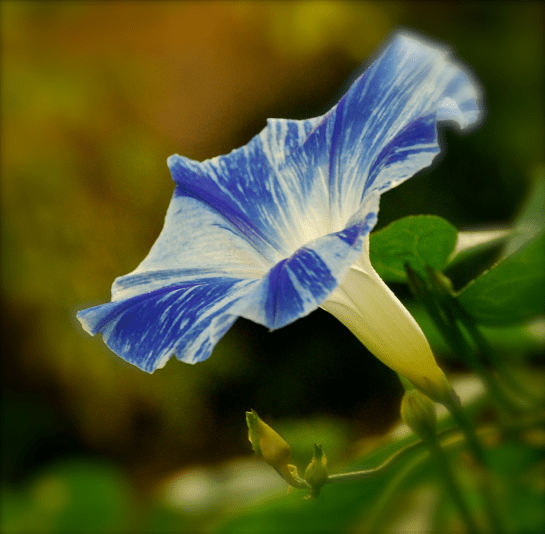 Screen Shot 2016-10-20 at 8.27.53 PM.png