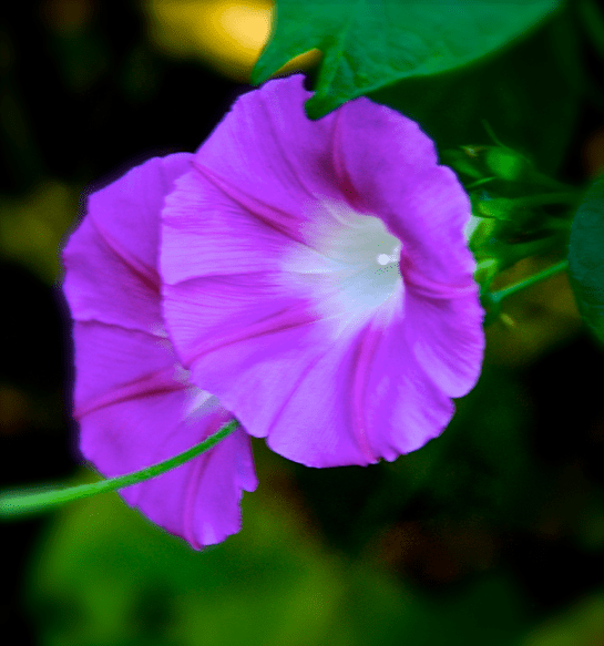 Screen Shot 2016-10-21 at 6.56.13 PM.png