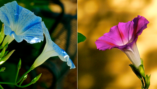 Screen Shot 2016-10-21 at 8.37.44 PM.png