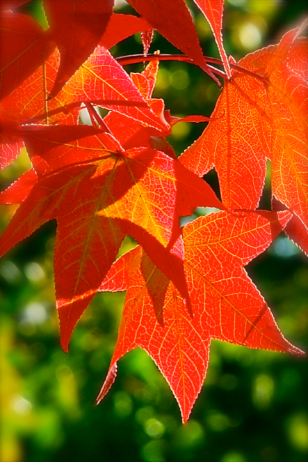 Screen Shot 2016-10-29 at 7.23.18 PM.png