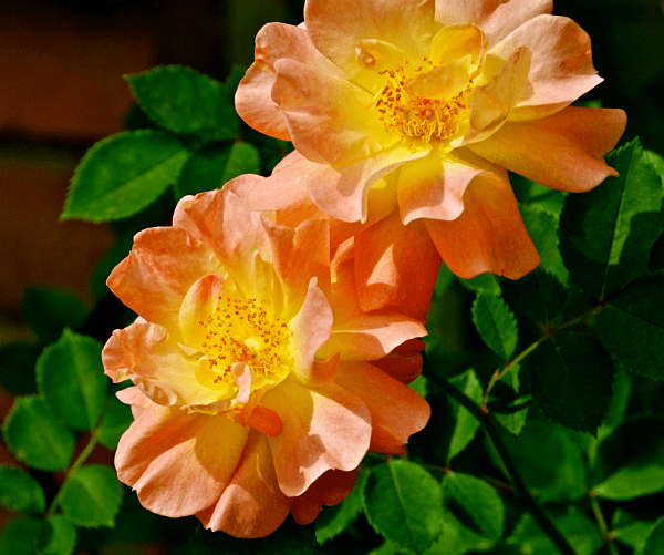 Screen Shot 2016-10-29 at 7.50.03 PM.png