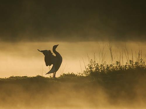 15078918_1179343825478281_5971875206583298381_n