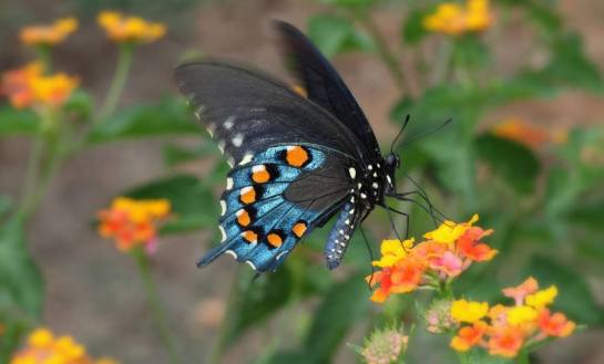 15235933_1114094375374538_217894893285533414_o