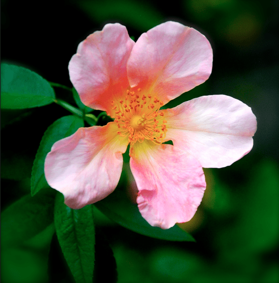 Screen Shot 2016-11-05 at 6.25.30 PM.png