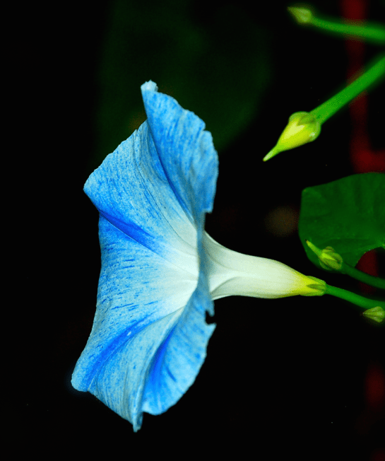 Screen Shot 2016-11-05 at 6.27.14 PM.png