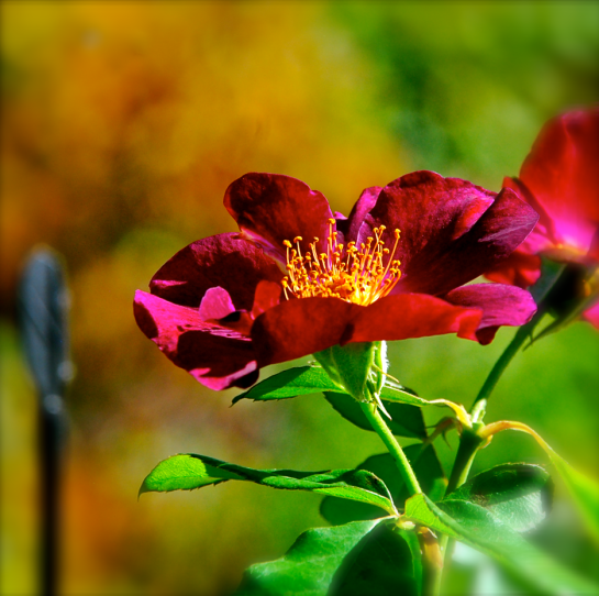 Screen Shot 2016-11-05 at 6.37.02 PM.png