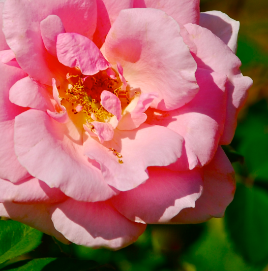 Screen Shot 2016-11-11 at 6.57.58 PM.png