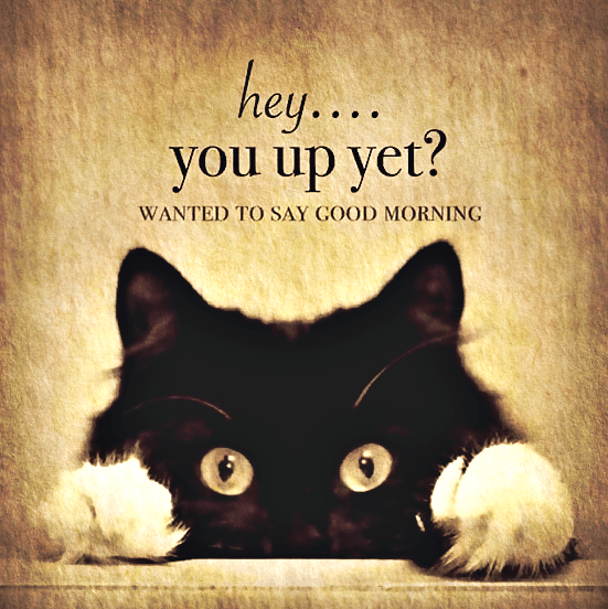 Screen Shot 2016-11-13 at 10.15.31 PM.png