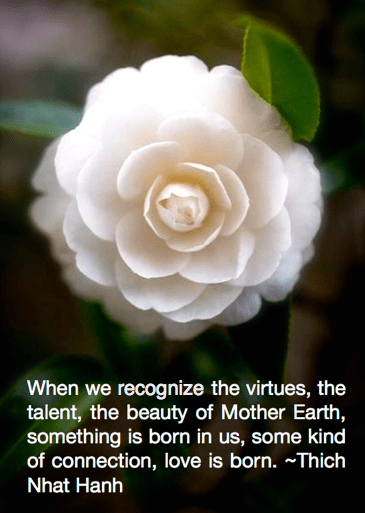 Screen Shot 2016-11-13 at 8.32.02 PM.png