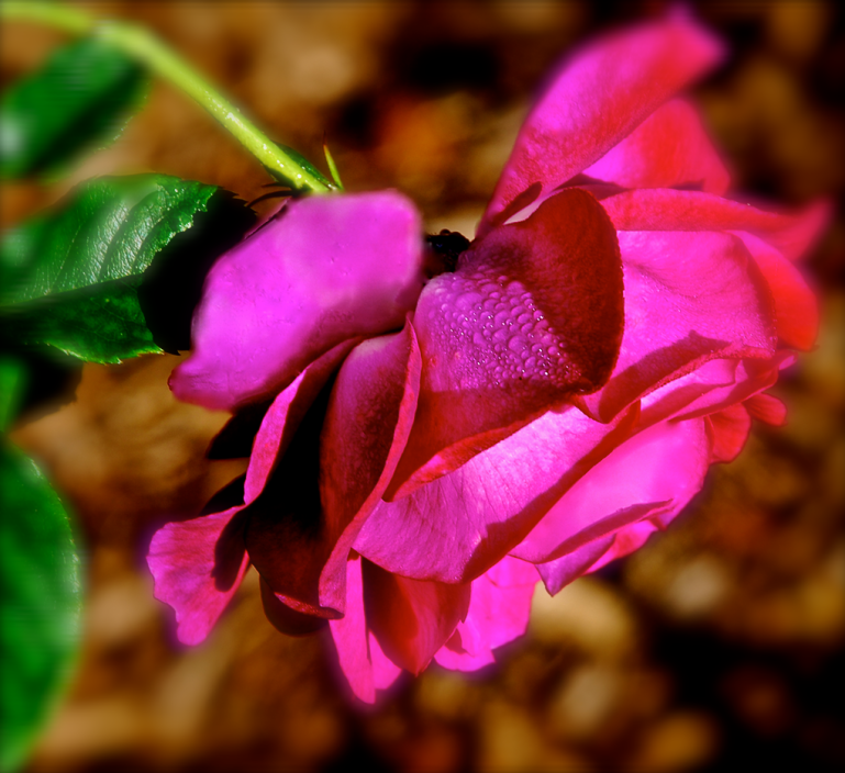 Screen Shot 2016-11-28 at 7.39.22 PM.png