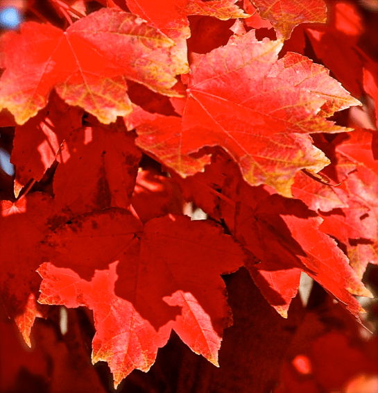 Screen Shot 2016-11-29 at 8.38.43 PM.png