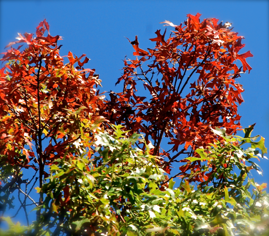 Screen Shot 2016-11-29 at 8.39.41 PM.png