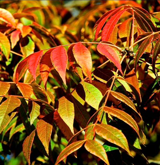 Screen Shot 2016-11-29 at 8.40.37 PM.png