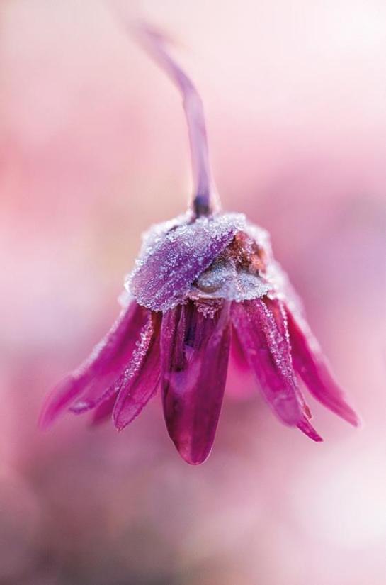 15327318_1200113010068029_4796604002733383462_n