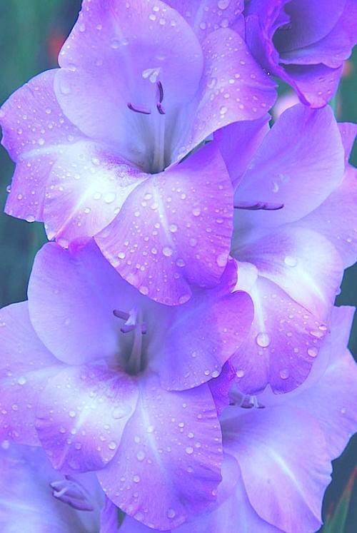 15726589_1184878221595970_8987537984252697682_n