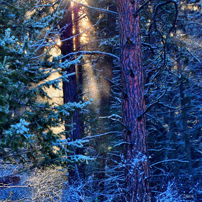 rays-snow-forest-ch-dsc_0372