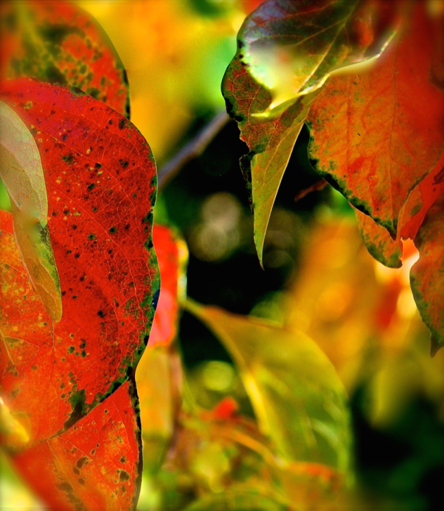 Screen Shot 2016-12-03 at 5.05.28 PM.png