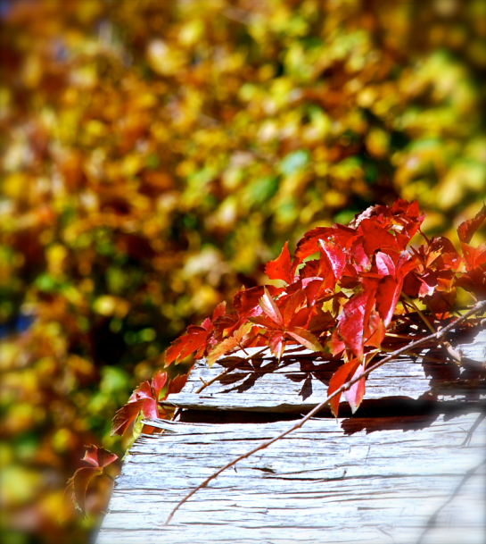 Screen Shot 2016-12-03 at 5.09.30 PM.png