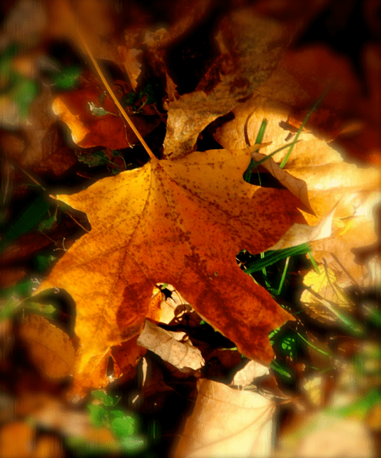 Screen Shot 2016-12-03 at 5.10.45 PM.png