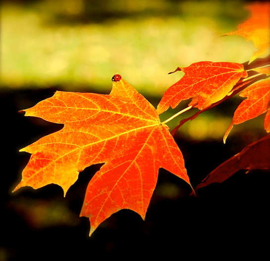 Screen Shot 2016-12-03 at 5.11.07 PM.png