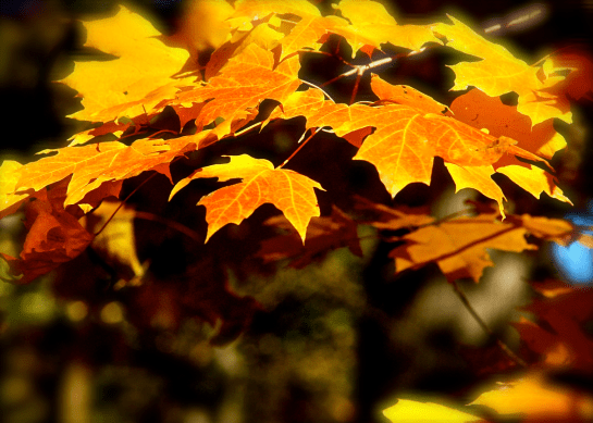 Screen Shot 2016-12-03 at 5.11.55 PM.png