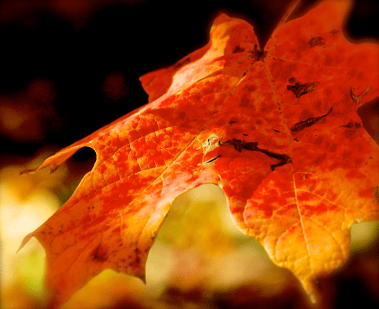 Screen Shot 2016-12-03 at 5.12.19 PM.png