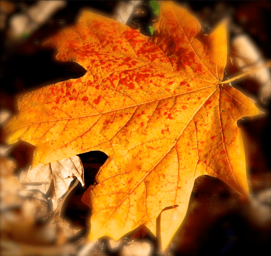 Screen Shot 2016-12-03 at 5.13.33 PM.png