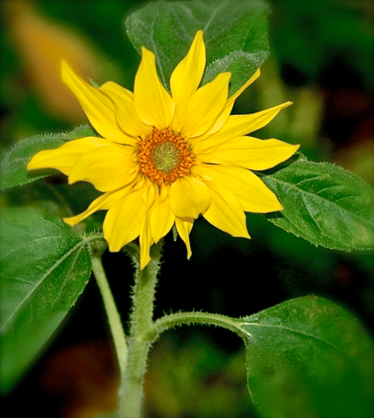 Screen Shot 2016-12-08 at 7.20.39 PM.png