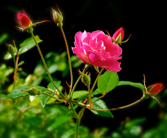 Screen Shot 2016-12-08 at 7.43.37 PM.png