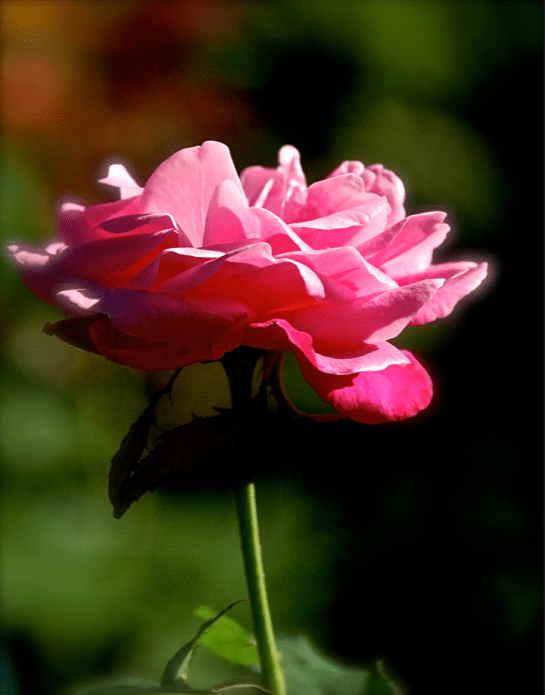 Screen Shot 2016-12-08 at 7.57.47 PM.png