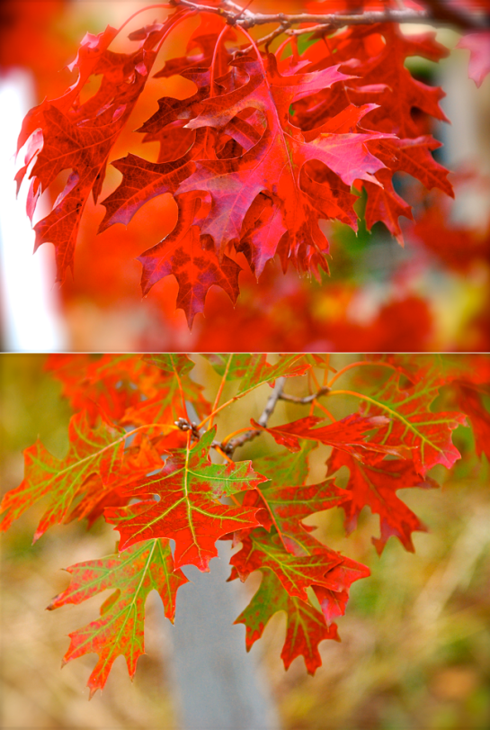 Screen Shot 2016-12-09 at 7.33.10 PM.png