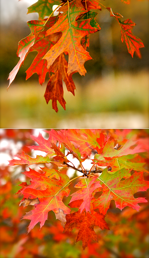 Screen Shot 2016-12-09 at 7.37.27 PM.png