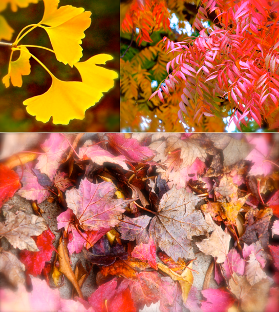 Screen Shot 2016-12-09 at 7.45.31 PM.png