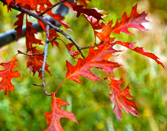 Screen Shot 2016-12-10 at 6.36.48 PM.png