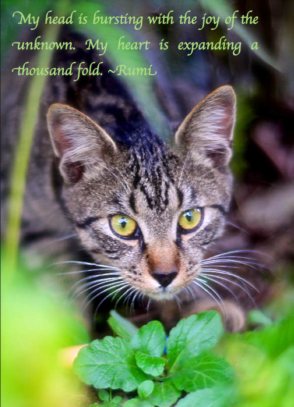 Screen Shot 2016-12-30 at 10.16.52 PM.png