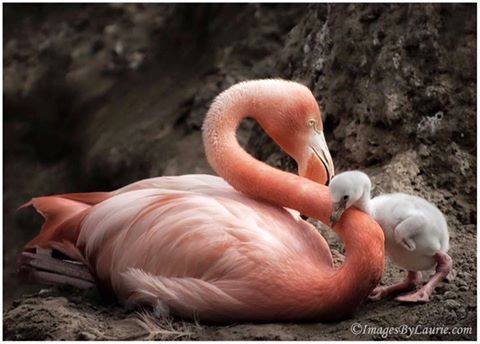 15740984_1275161535892521_5246239672350085328_n