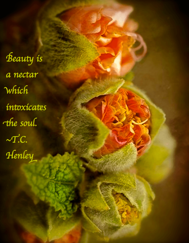 Screen Shot 2017-01-01 at 8.57.14 PM.png