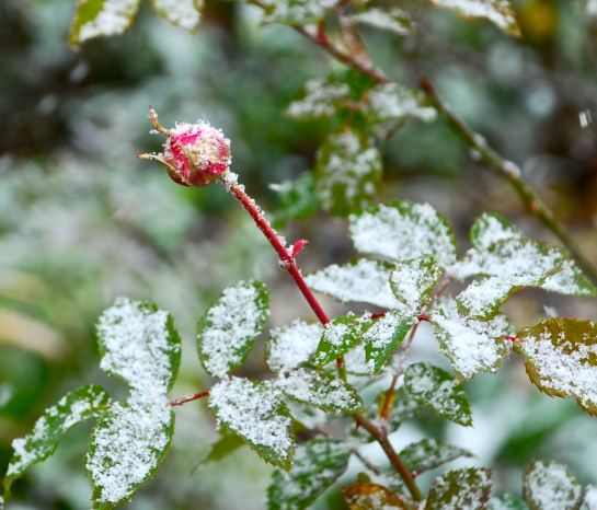 Screen Shot 2017-01-06 at 6.01.31 PM.png