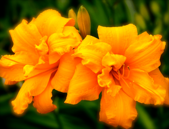 Screen Shot 2017-01-10 at 4.15.17 PM.png