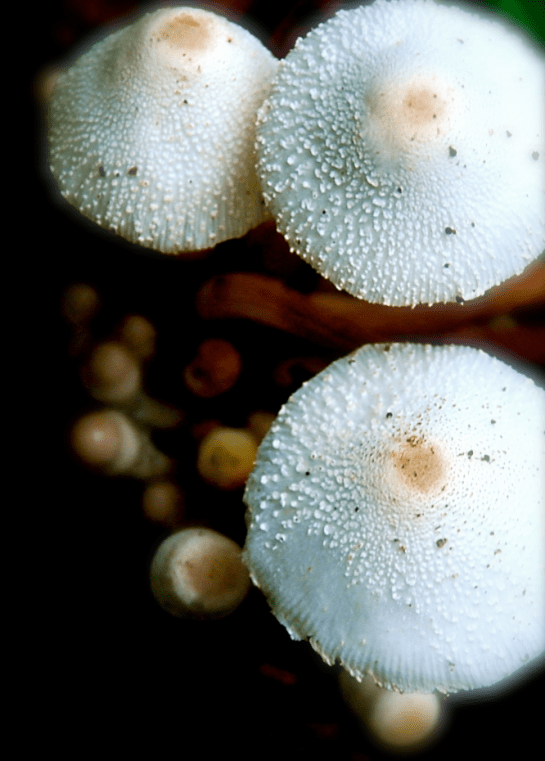 Screen Shot 2017-01-10 at 4.33.30 PM.png