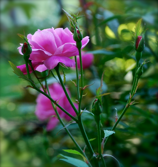 Screen Shot 2017-01-10 at 4.52.47 PM.png